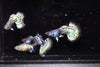 Metal Leopard Guppy