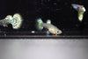 Metal Leopard Guppy