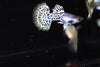 Metal Leopard Guppy