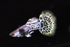 Metal Leopard Guppy