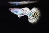 Metal Leopard Guppy