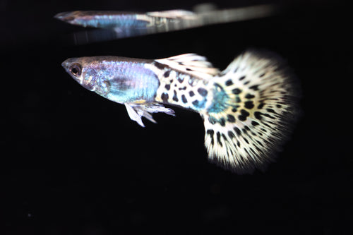 Metal Leopard Guppy