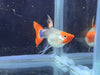 Black koi short ribbon sharkfin guppy