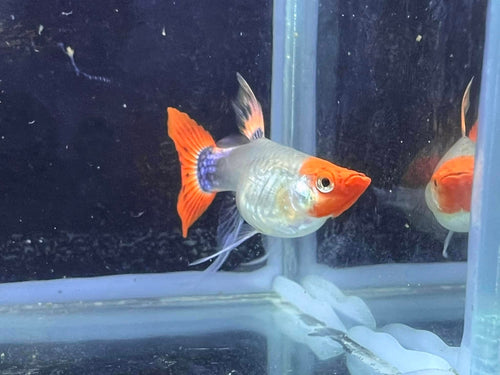 Black koi short ribbon sharkfin guppy