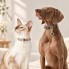 Clover Rhinestone Leather Pet Collar