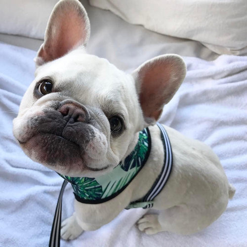 Adjustable Dog Harness and Leash Set