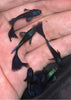 Blue tarzan guppy