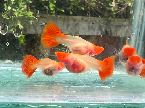 Koi Short GlassBelly