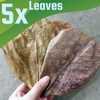 Catappa Indian Almond Leaves