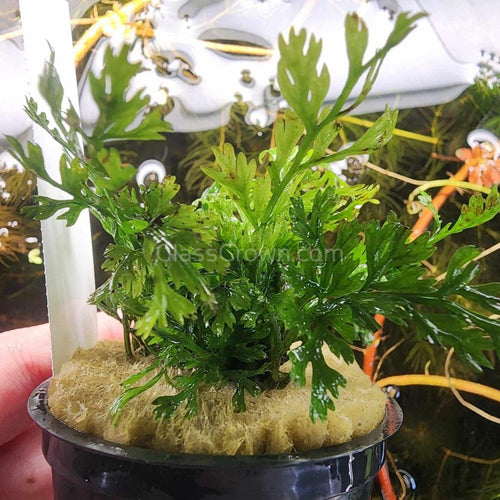 Potted Mini Bolbitis Heteroclita