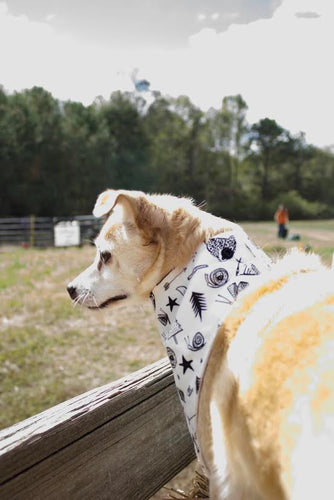 Adventure Dog Bandana