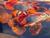 Hb Red Rose Guppy