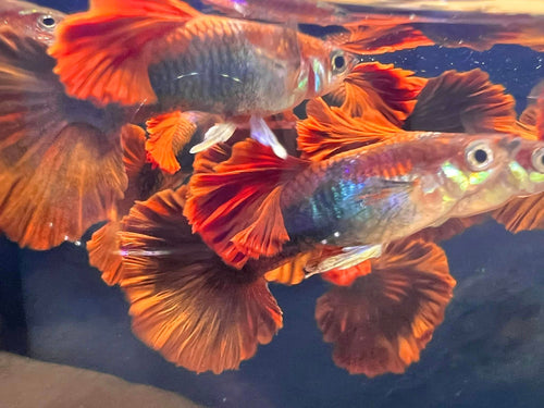 Hb Red Rose Guppy