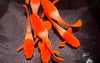 Koi red ear guppy