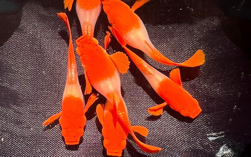 Koi red ear guppy