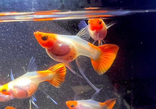 Koi Short GlassBelly