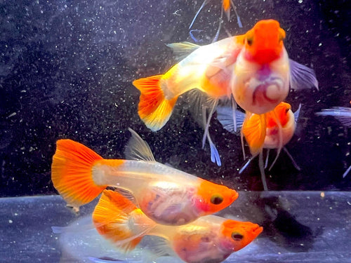 Koi Short GlassBelly