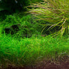 Dwarf Hairgrass 4 Coco Mat