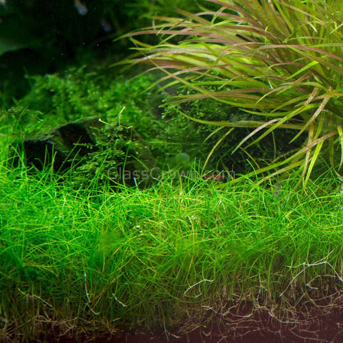 Dwarf Hairgrass 4 Coco Mat