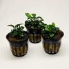 Lava Rock Anubias Nana Petite