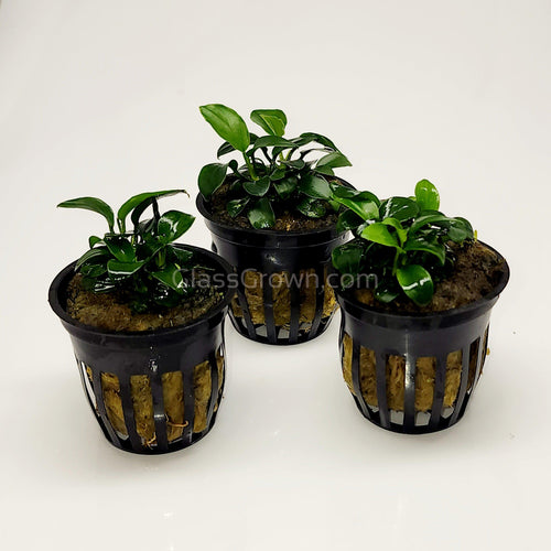 Lava Rock Anubias Nana Petite