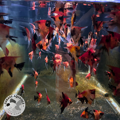 Live Fancy Fish – Red Devil (SUPER RED) Angel Fish VIP Grade, Rare Line ...