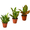 3 Croton Variety Pack / 4 Pot / Live Plant / House Plant