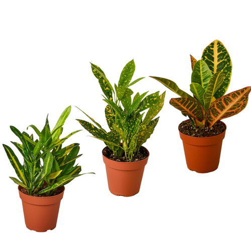 3 Croton Variety Pack / 4 Pot / Live Plant / House Plant