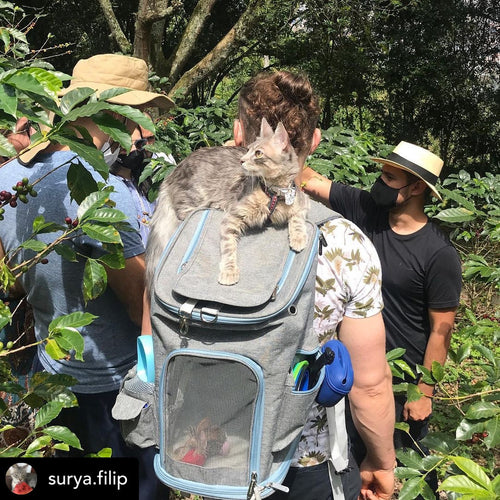 Mr. Peanut's Vancouver Series Backpack Pet Carrier for Smaller Cats and Dogs