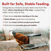 RentACoop 40 lb Automatic Treadle Chicken Feeder