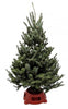 3'-4' Fresh Fraser Fir Christmas Tree with Stand | Premium Holiday Tree | House Plant Shop