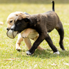 Natural Eco-Friendly Dog Toy - The Ultimate Eco-Tosser