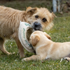 ECO-FLY-N-TUG | Non-Toxic Dog Frisbee & Tug Toy