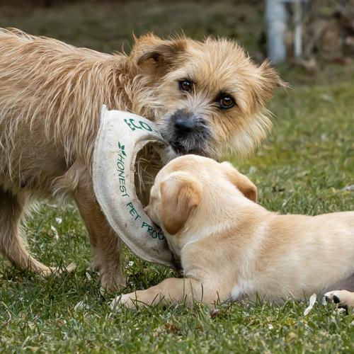 ECO-FLY-N-TUG | Non-Toxic Dog Frisbee & Tug Toy