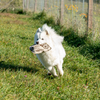 Eco-Owl Buddy: The Non Toxic Hemp Dog Toy