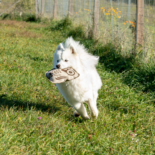 Eco-Owl Buddy: The Non Toxic Hemp Dog Toy