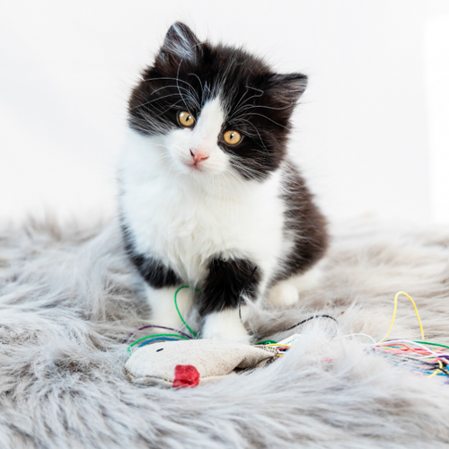 Natural Hemp Cat Toy - Eco-Kitty Bird