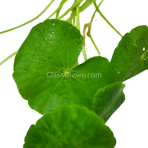 Bunch Brazilian Pennywort