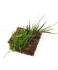Dwarf Hairgrass 4 Coco Mat