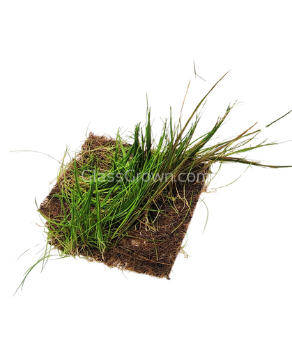 Dwarf Hairgrass 4 Coco Mat
