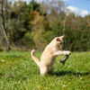 Natural Wand Cat Toy - Eco-Cat Fisher