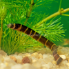 Kuhli Loach 3 Pack