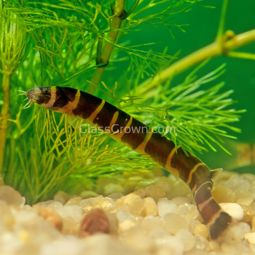 Kuhli Loach 3 Pack