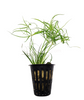 Potted Juncus Repens