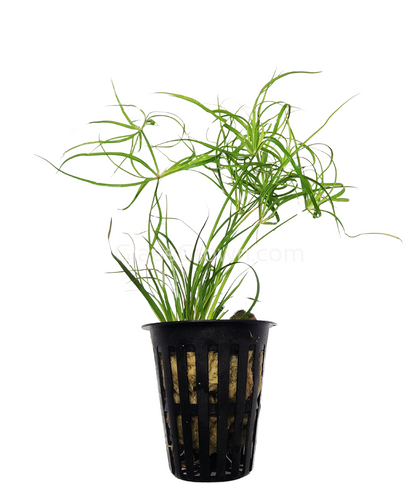 Potted Juncus Repens