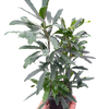 Aralia 'Green'