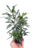 Aralia 'Green'