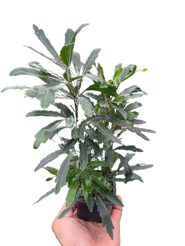 Aralia 'Green'