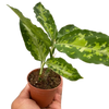 Chinese Evergreen Pictum Tricolor