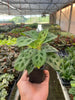 Maranta 'Leuconeura'